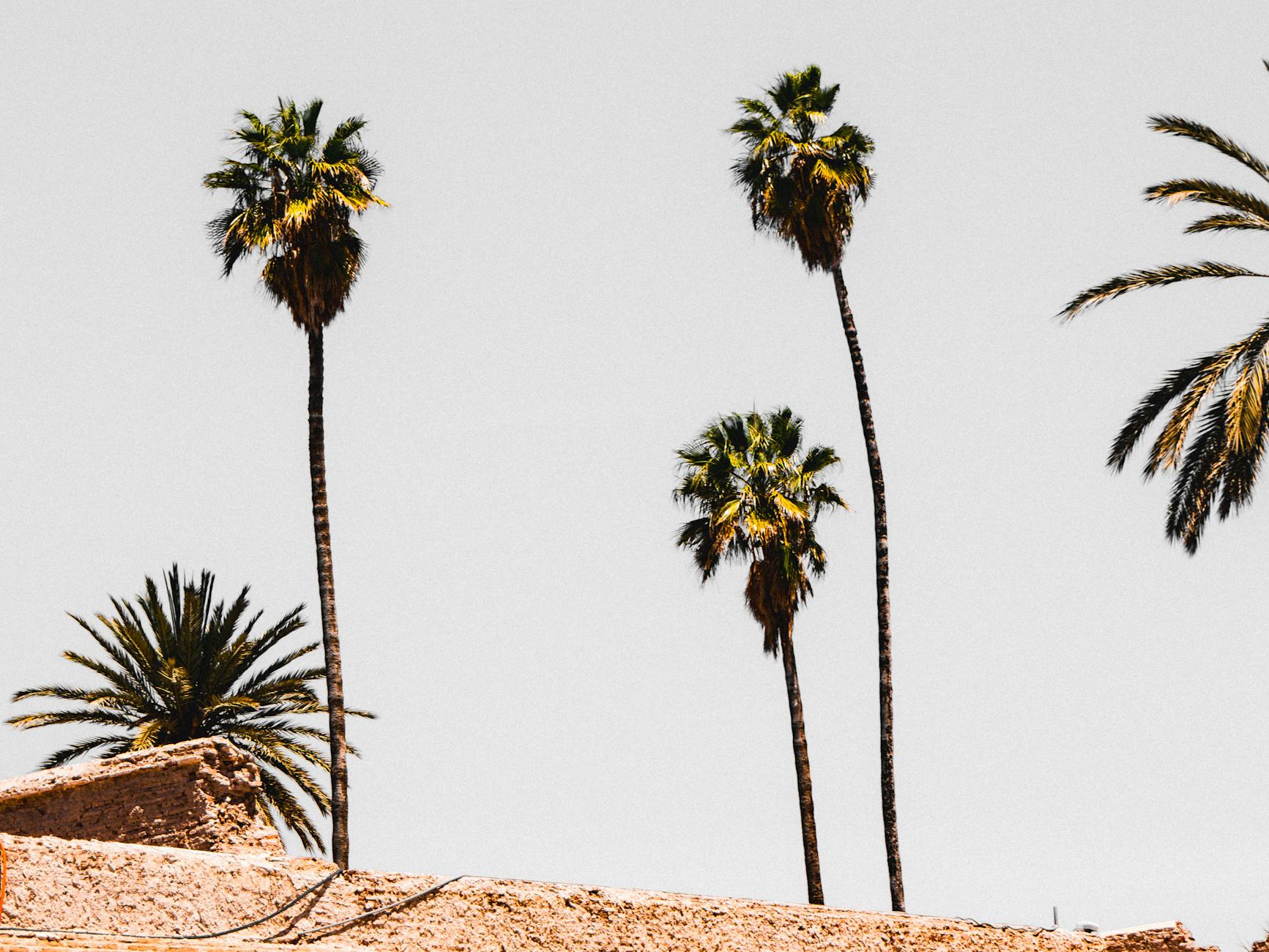 GITEX Africa 2026: Marrakesh Hosts Annual Tech Expo Advancing African Digital Transformation